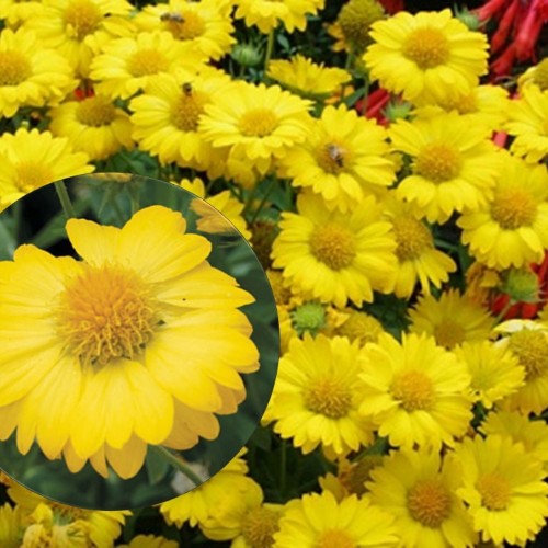 Gaillardia 'Sun Buddies Gold' - Mõrsjalill 'Sun Buddies Gold' P9/0,55L